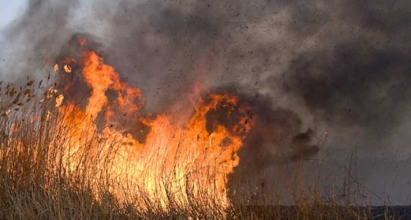 Вместе с жарой в Воронеж вернулись природные пожары