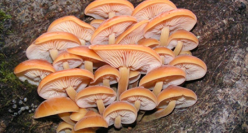 В Воронеже 8 школьниц отравились супом из грибов на уроке труда