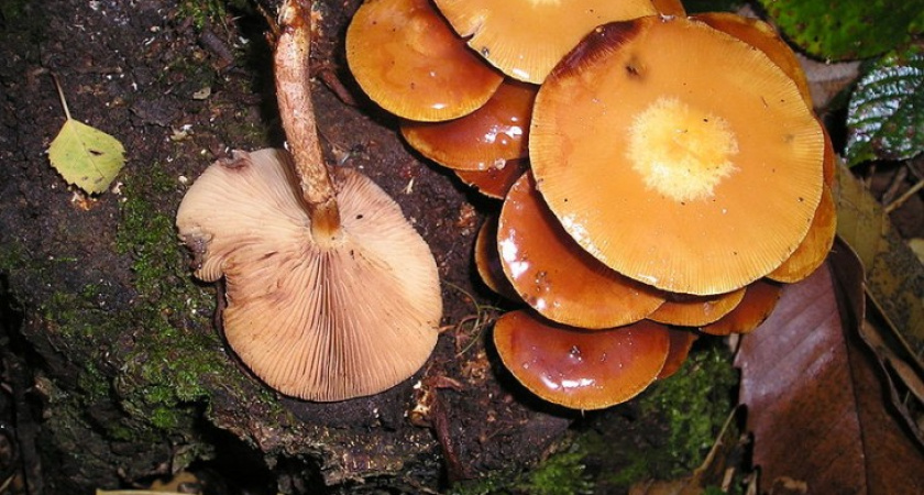 НОВЫЕ ПОДРОБНОСТИ: На&nbsp;урок труда грибы принесла учительница