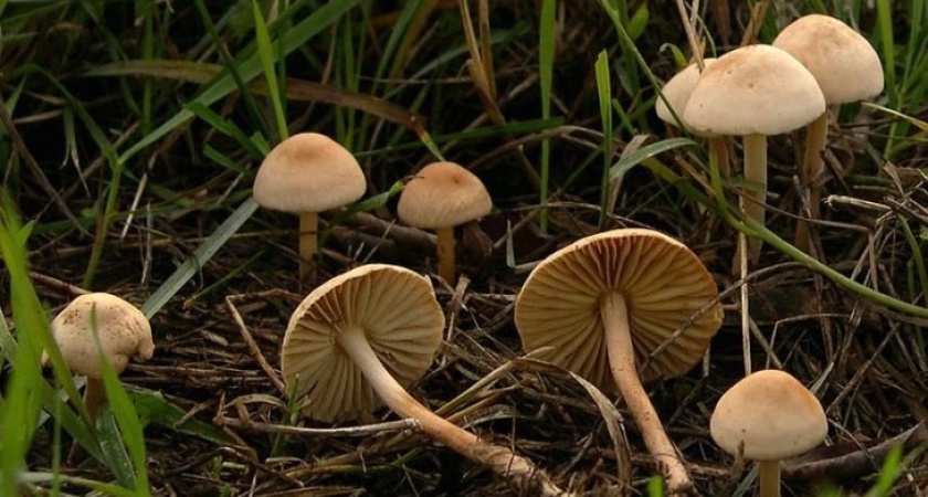 Прокуроры и следователи взялись за расследование дела об отравлении школьниц