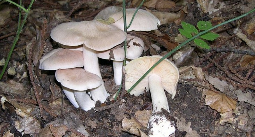 В Воронежской области умер еще один человек, отравившись грибами