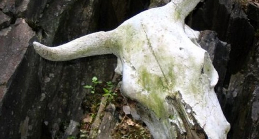 В Воронежской области скотину хоронили не по правилам