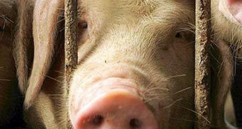 В Воронеж не пустили украинское сало