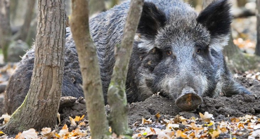 Девять кабанов в Воронежской области "пали" жертвами африканской чумы