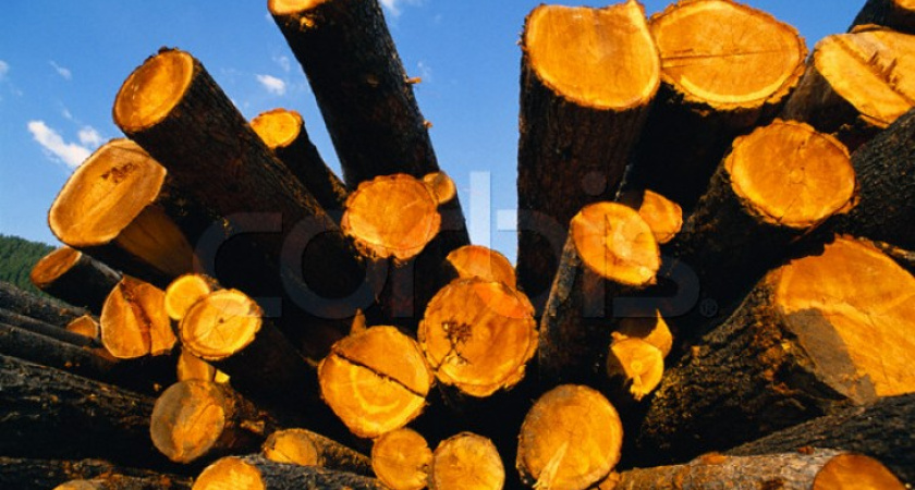 В Воронеже строят и рубят лес