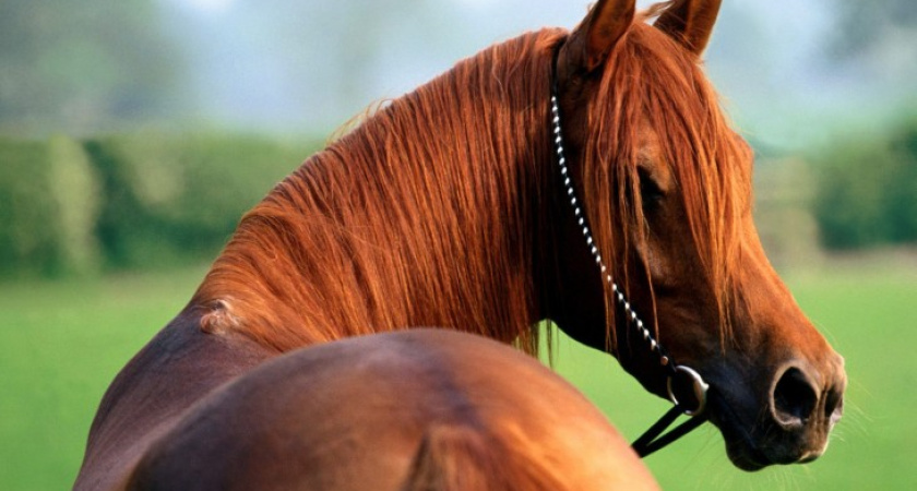 "Неразменная" лошадь живет в Воронежской области