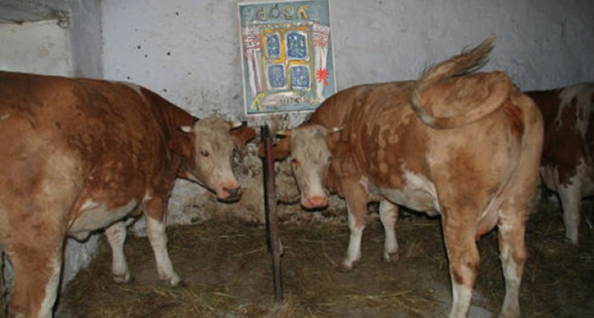 Прокуратура Воронежской области - "Россия" того не стоила