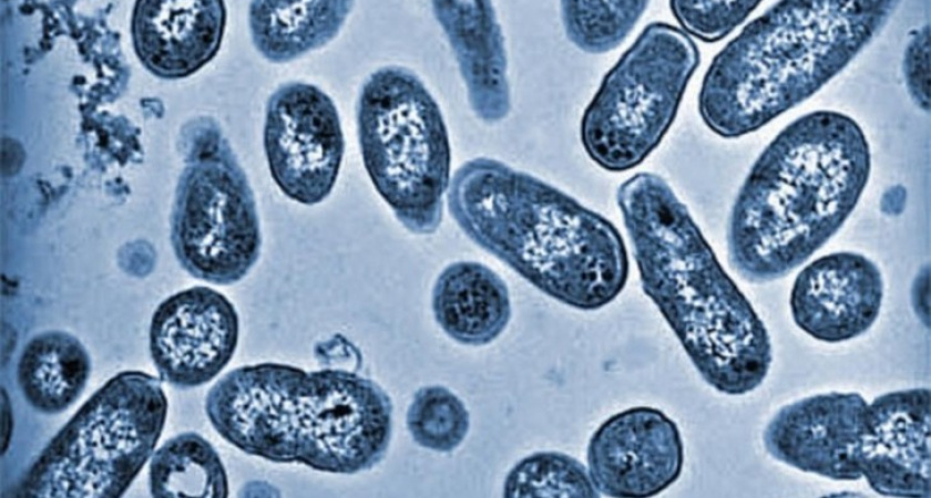 Массовая вспышка дизентерии на двух предприятиях в Лисках (Воронежская область) может закончиться уголовным делом