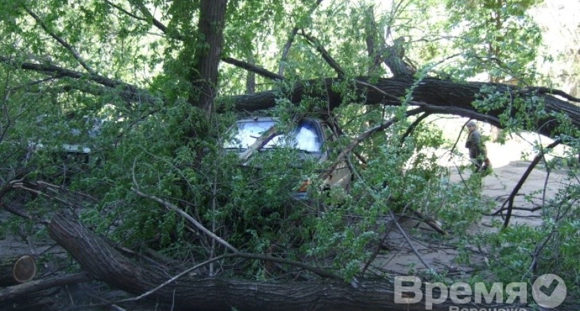 В Воронеже ураган повалил деревья на 15 машин и выбил в домах стёкла