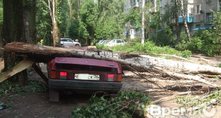 В Воронеже огромное дерево расплющило легковушку