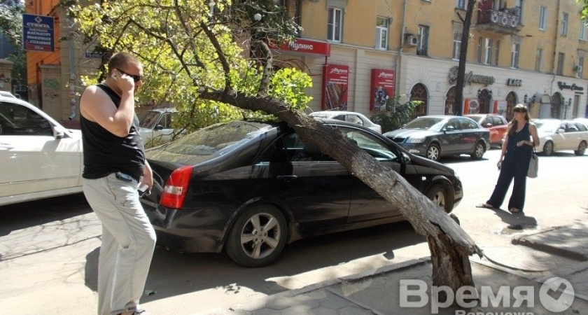 В центре Воронежа дерево рухнуло на иномарку