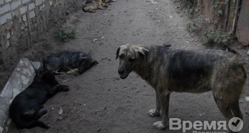 Прокуратура: На улицах Воронежа травят и отстреливают бездомных собак
