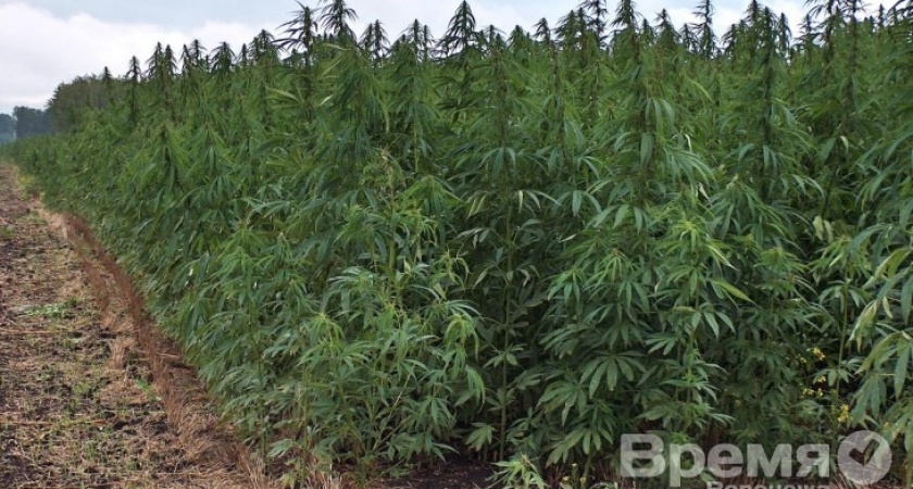 Под Воронежем плантацию конопли нашли в нескольких метрах от популярного пляжа
