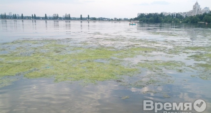 На каких воронежских пляжах горожане рискуют подхватить кишечную инфекцию