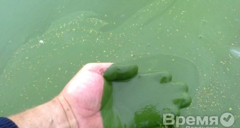 Генпрокуратура разберётся, из-за чего воронежское водохранилище покрыла сине-зеленая жижа