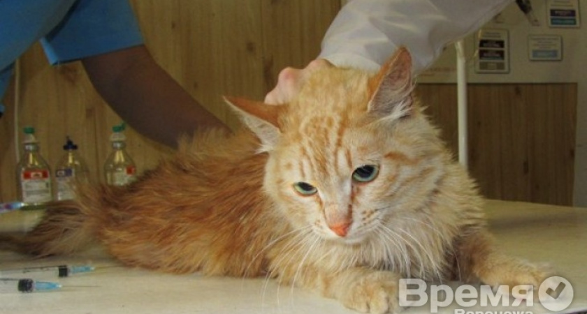 В Воронеже расстреляли кота – три пули до сих пор остаются в его теле