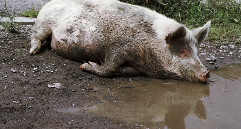 Призрак африканской чумы витает в Воронежской области