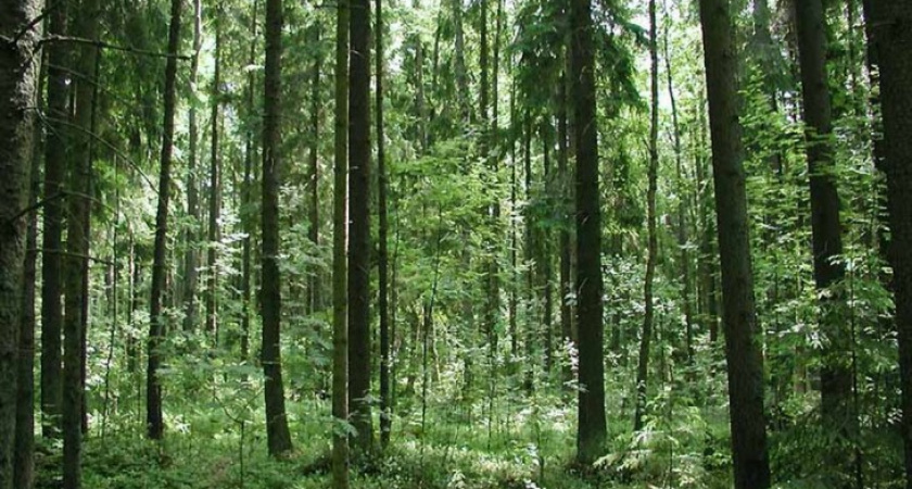 Воронежская область получит 337 млн рублей на селекционно-семеноводческий центр