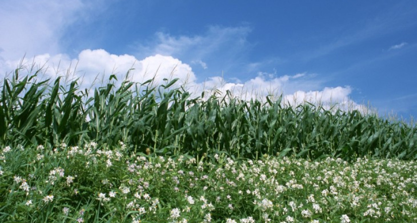 Воронежцам обещано теплое лето без аномальной жары