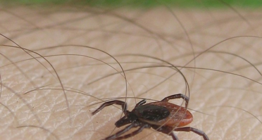 В Воронежской области разбушевались клещи