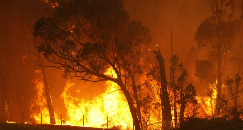 Воронежские леса готовы вспыхнуть в любой момент