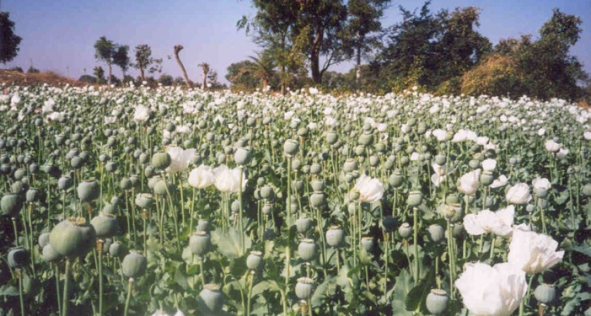 Под Воронежем полицейские обнаружили маковую плантацию