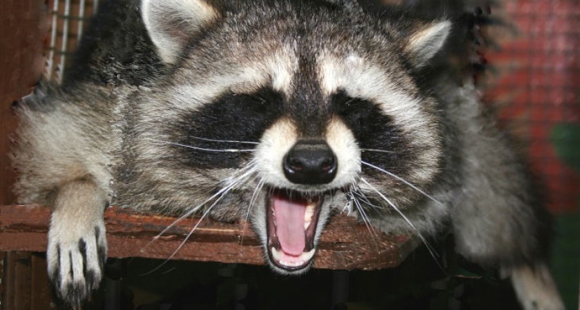 Еноту Захару из Воронежского зоосада нашли продвинутых приемных родителей