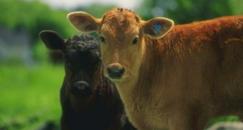 Американцы предложили построить в Воронежской области животноводческий комплекс