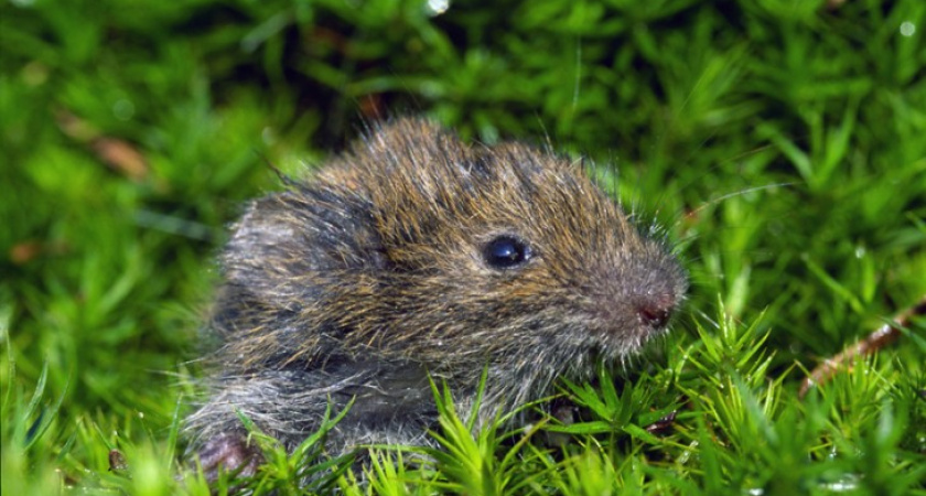 На юге Воронежской области в два раза стало меньше хомячков и полевок