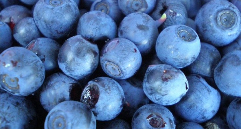 На Центральном рынке Воронежа торгуют черникой, занесенной в Красную книгу