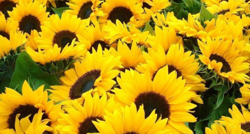 В Воронежскую область завезли подозрительный подсолнечник