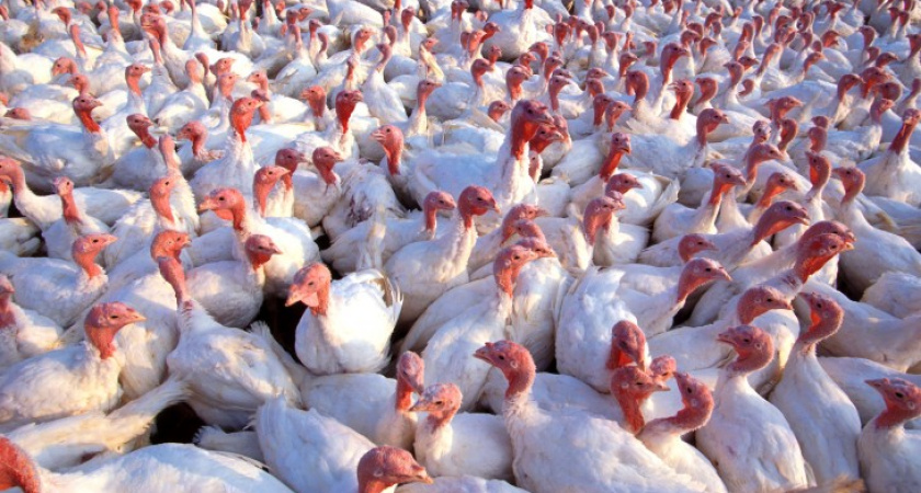 В Воронежской области началось строительство птицекомплекса по выращиванию индеек