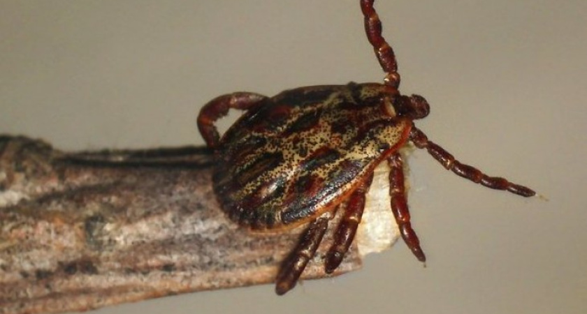 За неделю клещи заразили трех жителей Воронежской области смертельно опасной болезнью