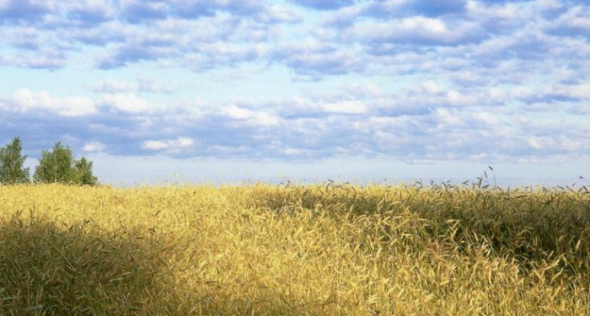 В Воронежской области 30 гектар земли обработали опасным пестицидом