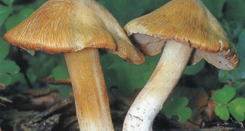 В Воронежской области двое подростков отравились грибами