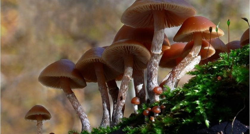 В Воронежской области введен запрет на торговлю дикорастущими грибами