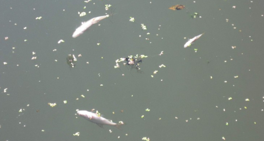 В Воронежской области от жары в реках гибнет рыба