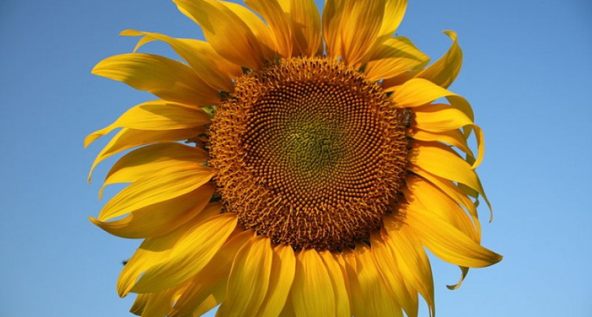 В Воронежской области ГЛОНАСС помогла найти украденные семечки