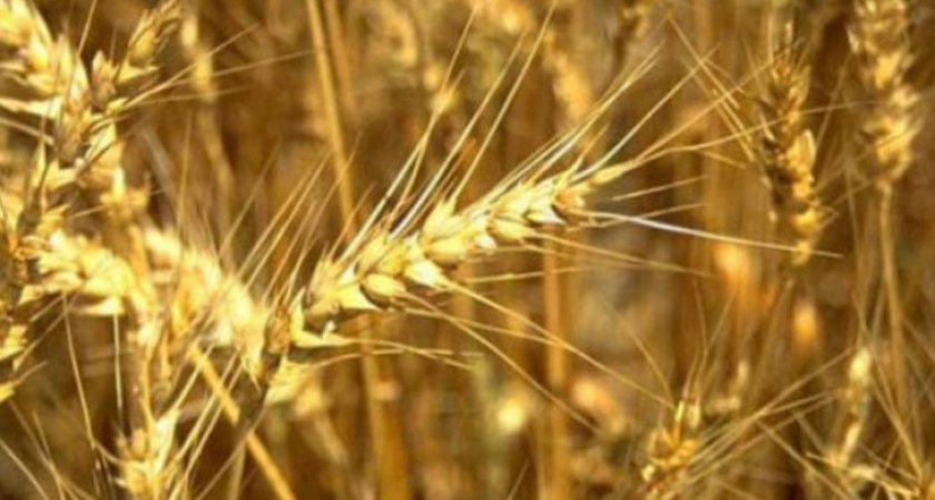 В Воронежской области аграрии уже убрали больше половины полей