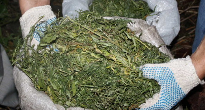 У воронежцев изъяли почти 50 кг марихуаны