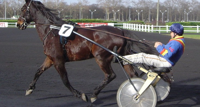 В бегах на воронежском ипподроме на старт выйдет более ста лошадей