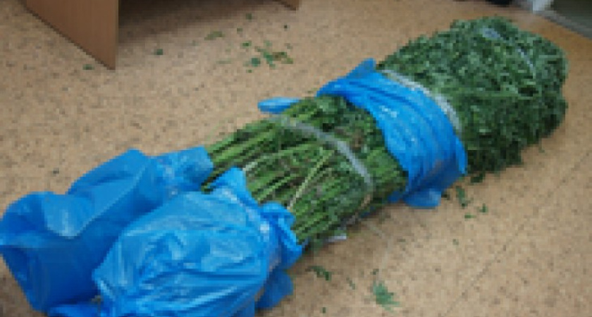 В Воронежской области пенсионерка вырастила дома 300 кустов конопли