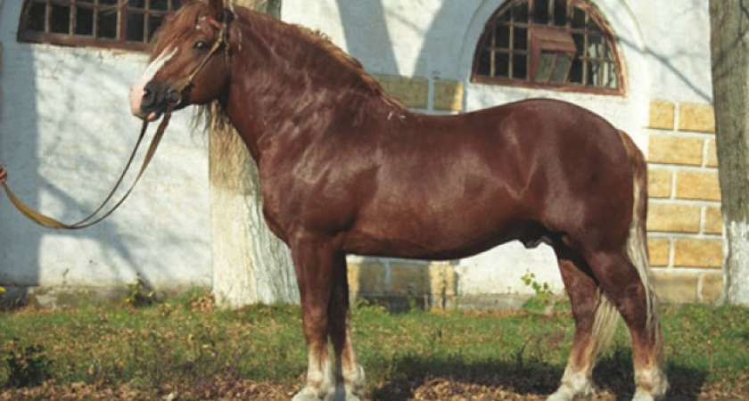 Цыган под покровом ночи увел с Хреновского конезавода чистокровного коня