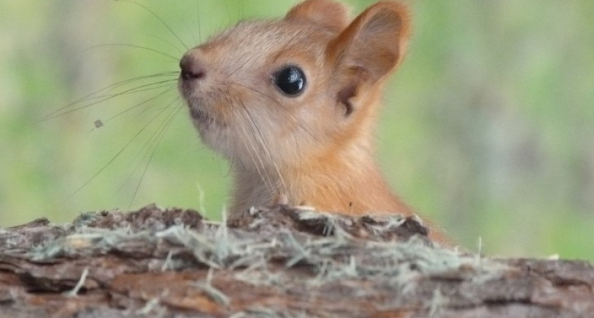 В воронежский парк «Алые паруса» поселили белок