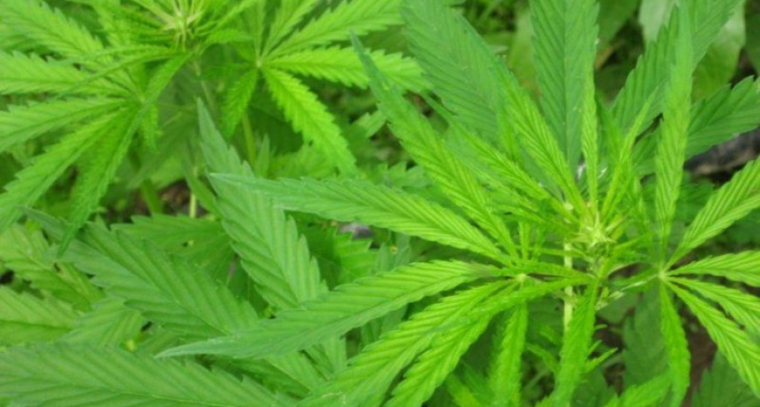 В Воронежской области мужчина вместо картошки заботливо выращивал коноплю