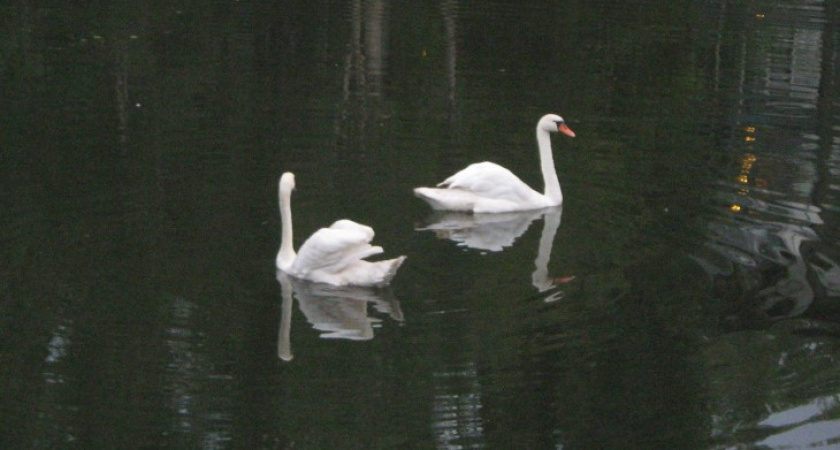 В Воронеже в озере на Минской появились лебеди