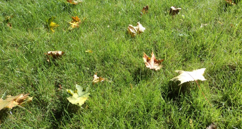 Какие бабы — такое и лето: в Воронеже оно самое красивое