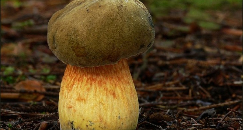 В Воронежской области умер пенсионер, отужинав грибами