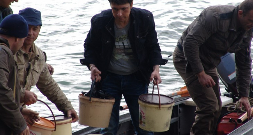 Читателя интернет-газеты «Время Воронежа»  на съемках «Икорного барона» макали в ведро с черной икрой