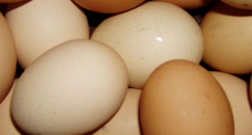 В Воронеже суд и УФАС заставили торговать «Копейку» местными яйцами